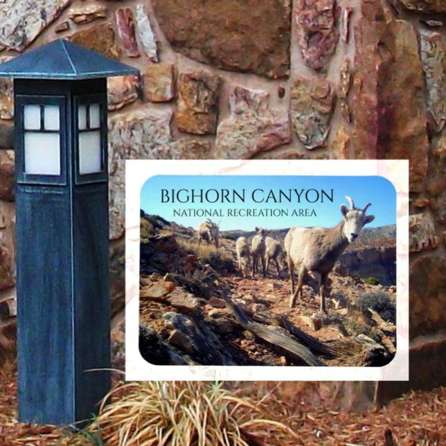 BIghorn Sheep Ewes and Young, BIghorn Canyon Magnet (Creator Uploaded)