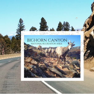 BIghorn Sheep Ewes and Young, BIghorn Canyon Postcard