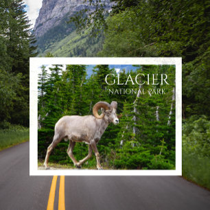 Bighorn Sheep, Glacier National Park, Montana Postcard