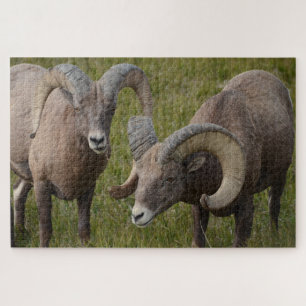 Bighorn sheep in Badlands national park Jigsaw Puzzle