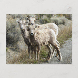 Bighorn Sheep in the Mountains Postcard
