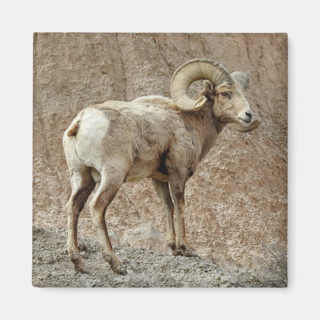 Bighorn Sheep Magnet (Front)