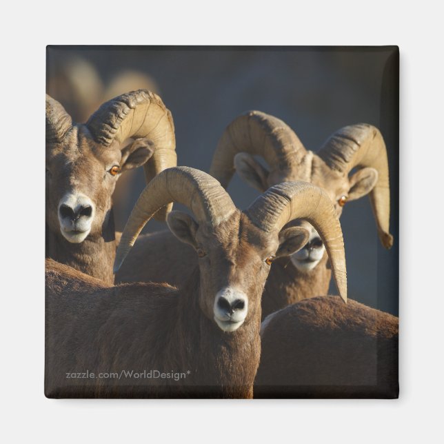 Bighorn Sheep Magnet (Front)