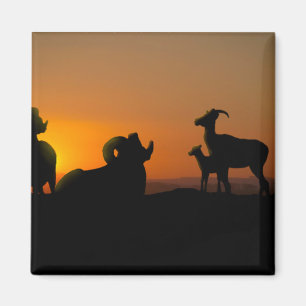 Bighorn Sheep Magnet