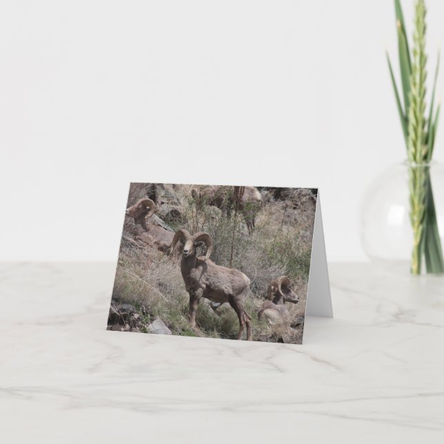 Bighorn Sheep notecards (Front)
