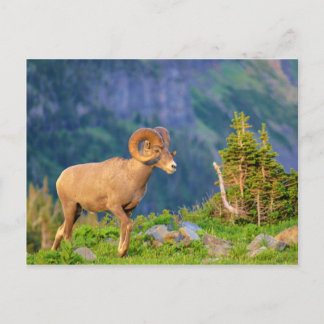 Bighorn sheep postcard
