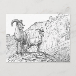 Bighorn Sheep Postcard
