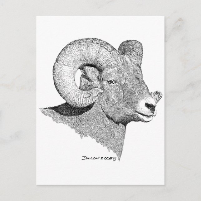 Bighorn Sheep Postcard (Front)
