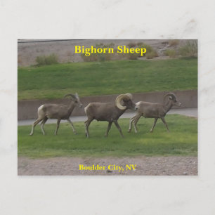 Bighorn Sheep Postcard