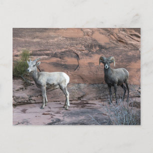 Bighorn Sheep Postcard