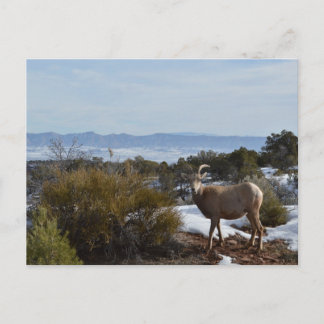 bighorn sheep postcard