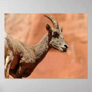 Bighorn Sheep Poster