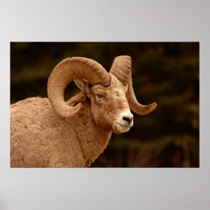 Bighorn Sheep Poster