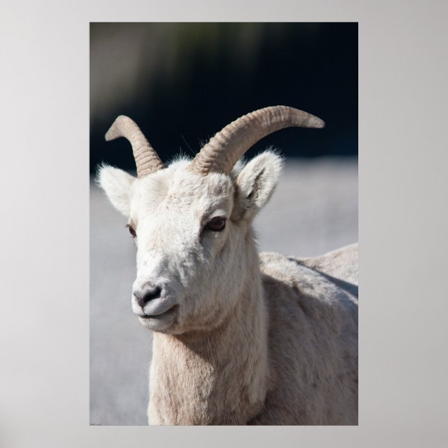 Bighorn Sheep Poster (Front)