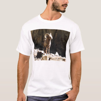 Bighorn Sheep Ram near rocks in Colorado. T-Shirt