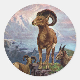 Bighorn Sheep Vintage Illustration Classic Round Sticker