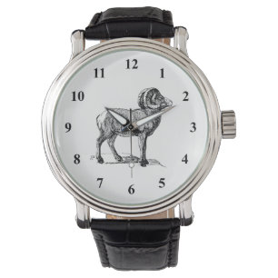 Bighorn Sheep Watch