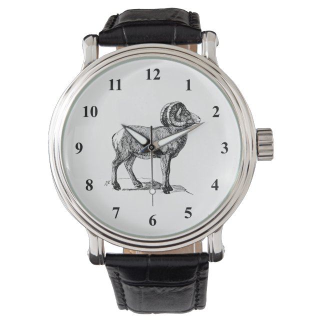 Bighorn Sheep Watch (Front)