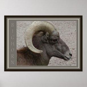 Bighorn Sheep Wildlife Poster