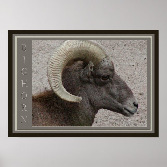Bighorn Sheep Wildlife Poster (Front)