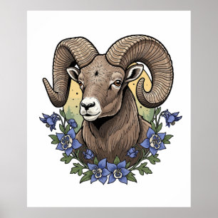 Bighorn Sheep With Blue Colorado Columbine Flowers Poster