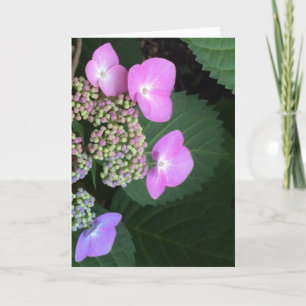 Bigleaf Hydrangea, Greeting Card