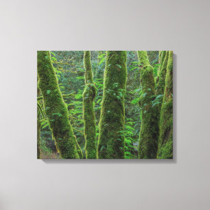 Bigleaf Maple Trees & Ferns Washington State Canvas Print