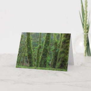 Bigleaf Maple Trees & Ferns   Washington State Card