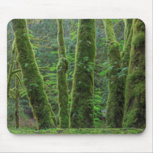 Bigleaf Maple Trees & Ferns   Washington State Mouse Pad