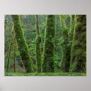 Bigleaf Maple Trees & Ferns Washington State Poster