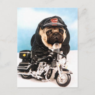 Biker Pug Dog Postcard