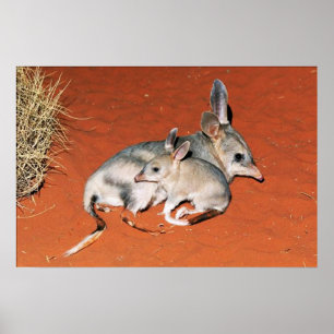 Bilby and Baby Resting in the Desert Poster