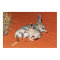 Bilby and Baby Resting in the Desert Poster