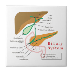Biliary System Diagram Chart Bile Duct Ceramic Tile