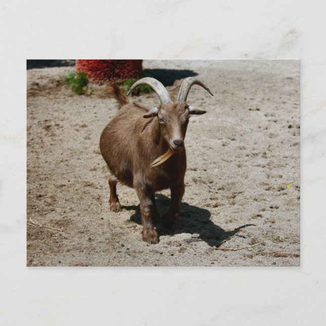 Bill Postcard (Front)