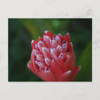 Billbergia Bromeliad Postcard