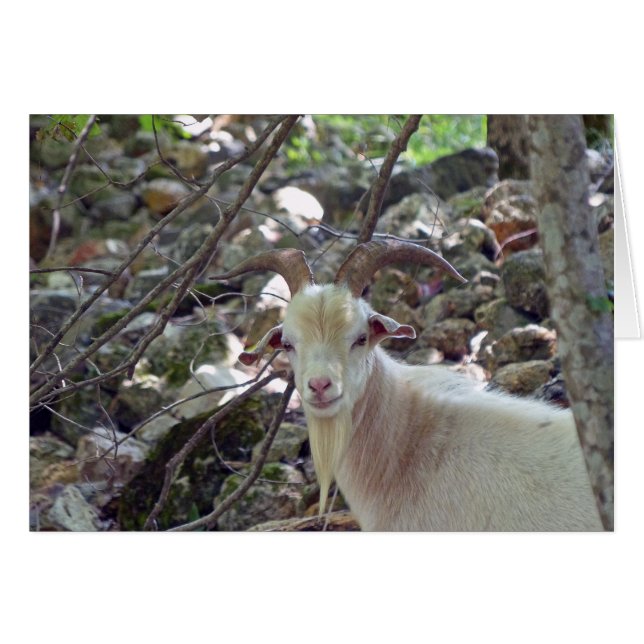 Billy Goat (Front Horizontal)