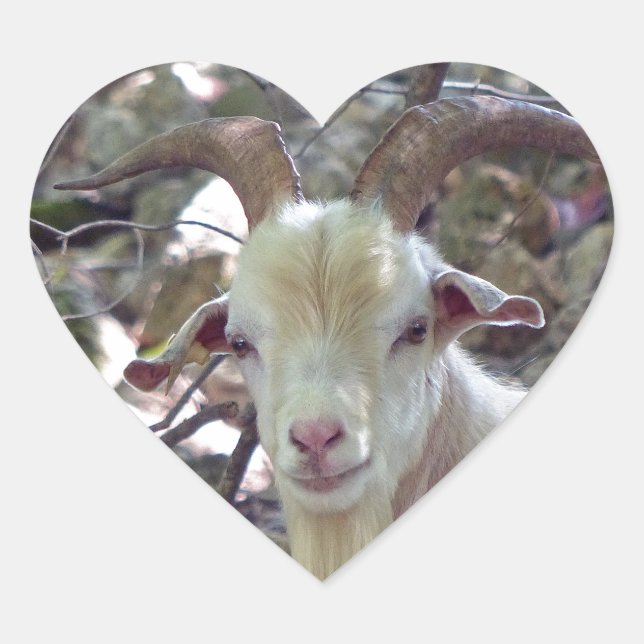 Billy Goat Heart Sticker (Front)