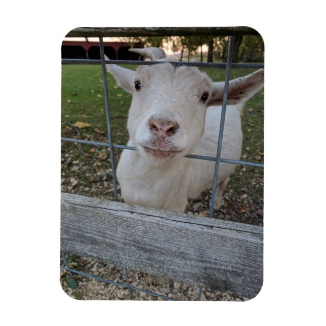 Billy goat magnet (Vertical)