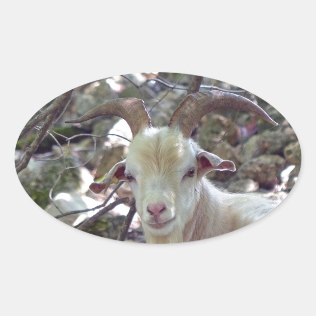 Billy Goat Oval Sticker (Front)
