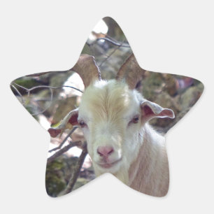 Billy Goat Star Sticker