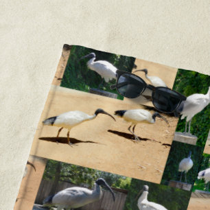 Bin Chicken Chronicles: A Ibis Photo Collage  Beach Towel
