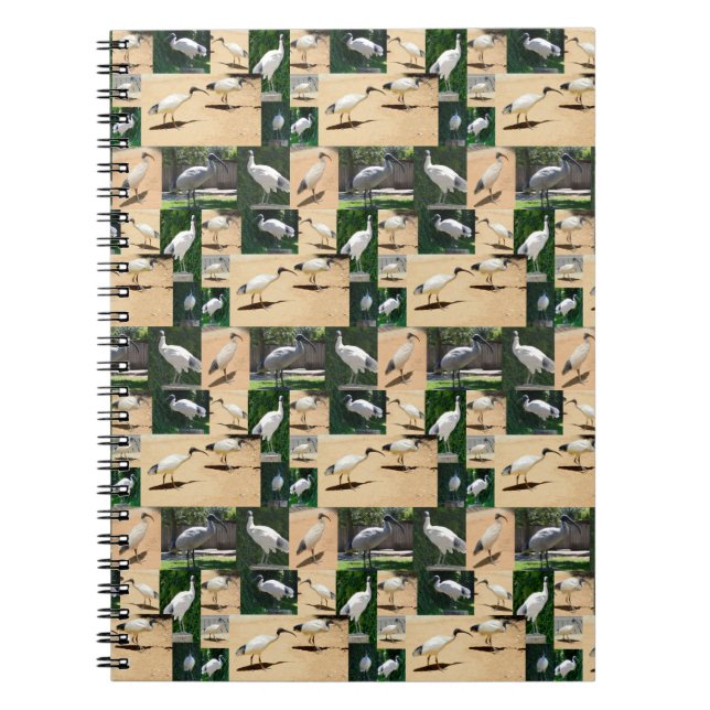 Bin Chicken Chronicles: A Ibis Photo Collage  Notebook (Front)