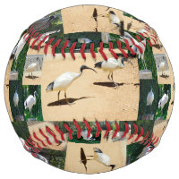 Bin Chicken Chronicles: Photo Collage Of The Ibis
