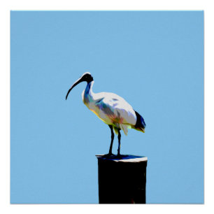 Bin Chicken, (Ibis) Oil Paint Glossy Poster