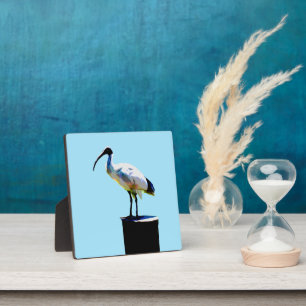 Bin Chicken, (Ibis) Oil Paint, Plaque