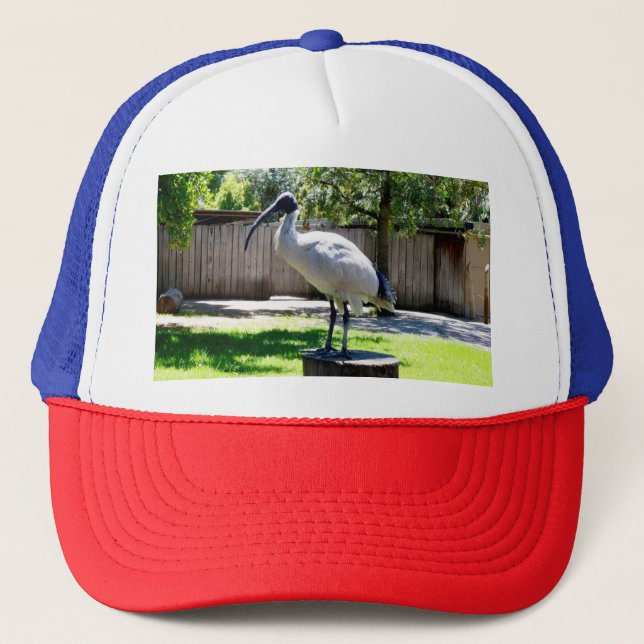 Bin Chicken (ibis) On A Tree Stump,    Trucker Hat (Front)