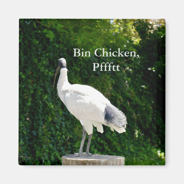 Bin Chicken Pfftt (Ibis) Magnet (Front)