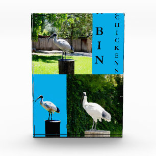 Bin Chickens (Ibis) Photo Block