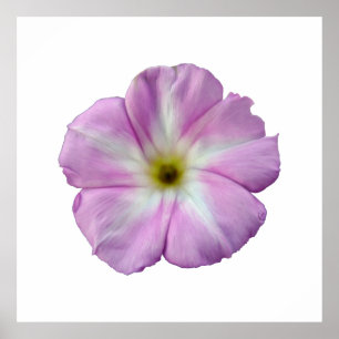 Bindweed #1 poster